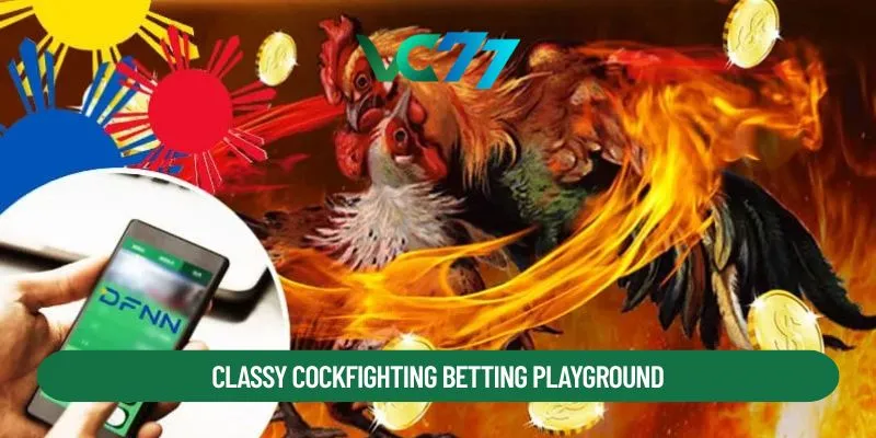Classy cockfighting betting playground